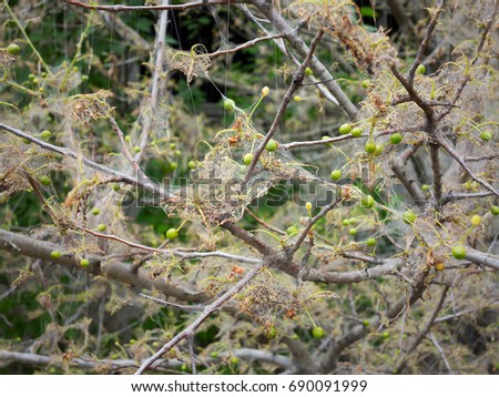 Branches of a cherry tree damaged by larvae of pests. Trees are covered webs and cocoons with caterpillars on the tree of cherry. Caterpillars ate all leaves on tree.  Authentic mystical landscape