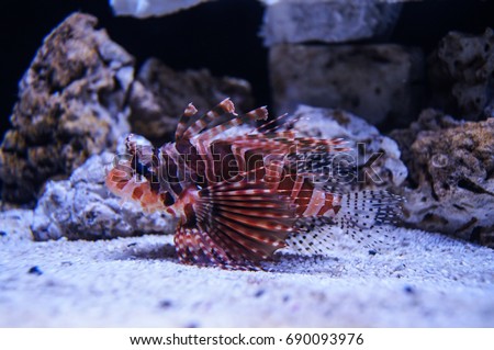 The rockfish on the sand in water with rocks