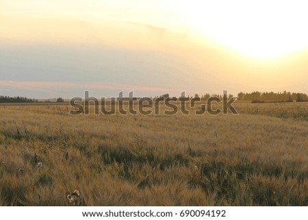 Prairie wheat field at sunset