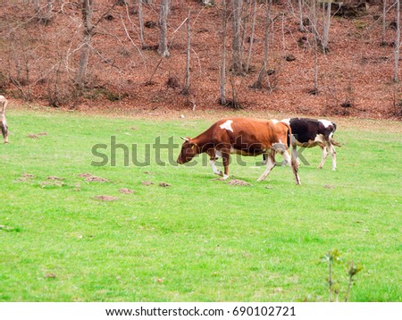 Caws feeding on green meadow in Pirin mountain, Bulgaria