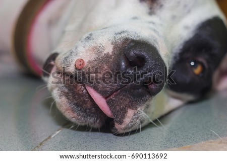 Lying English pointer mix phenotype white dog in black dots portrait close-up with big wart on the muzzle close-up shallow depth of field Royalty-Free Stock Photo #690113692