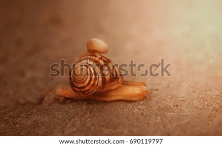 Bright photo of a macro snail crawling along the road after a rain