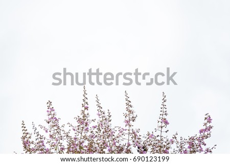 Blurry and too soft white and pink and purple flowers under of photo and white background  for creative background and textures