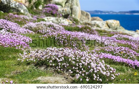 A carpet of Thrift or Sea Pink (Armeria maritima) on Gugh, Isles of Scilly, Cornwall, England, UK.
