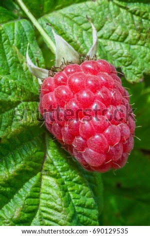 Juicy raspberry and leaf macro