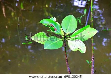 Red Mangrove or Rhizophora mucronata Poir. RHIZOPHORACEAE Family; main plant in mangrove forest. Young Red Mangrove stand on the sea