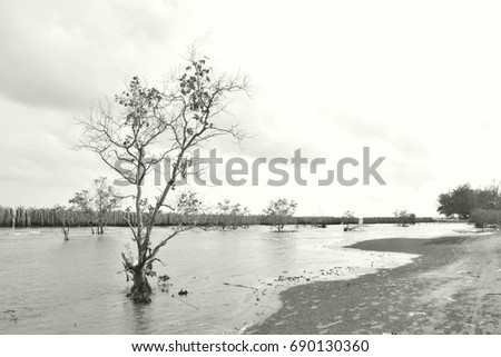  Red Mangrove or Rhizophora mucronata Poir. RHIZOPHORACEAE Family; main plant in mangrove forest. Single Red Mangrove stand on beach with sea and sky with black and white filter