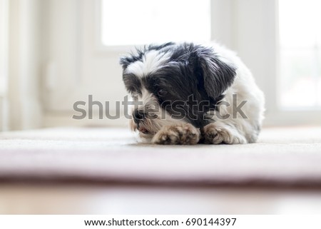 Lhasa Also Dog asleep waiting for owner