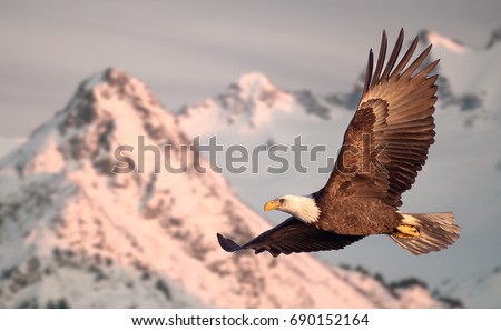 American bald eagle in flight illustrated over snow-covered mountain in Alaska's Kenai mountains Royalty-Free Stock Photo #690152164