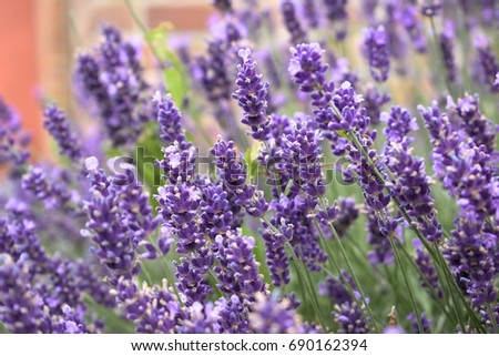 Beautiful bush with violet lavender flowers.
