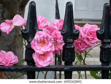 Pink roses with black spiked rail