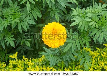 Giant Thai Yellow Marigold flower