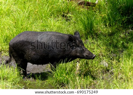 Wild boar in the grass-Stock photos