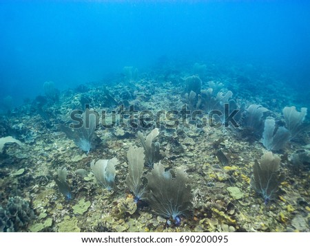 Underwater photos of a healthy coral reef in Tela Honduras