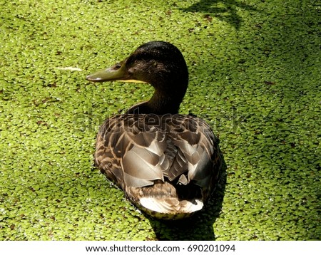 Wild ducks on a pond close up