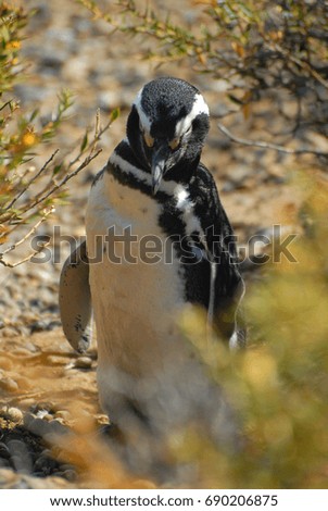 A stolen picture of Magellano Penguin belonging to the Punta Tombo Penguin Colony, - Patagonia, Argentina