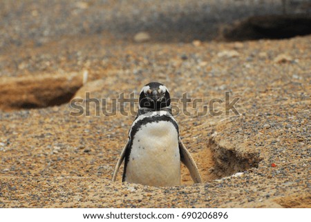 A Magellano Penguin belonging to the Punta Tombo Penguin Colony, wondering why there is someone taking pictures of him - Patagonia, Argentina