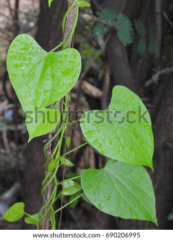 Green Leaves, leafs in heart symbol shape