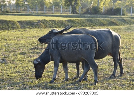 swamp buffalo in the field.