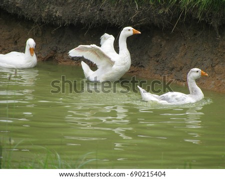 Geese in pond.