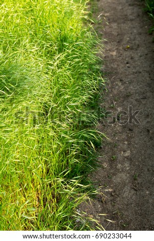 Green grass. Authentic landscape various types of grasses. As a background for creative art design for any project. Great backgrounds and textures.
