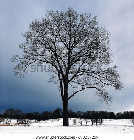 Bare tree with an approaching winter storm