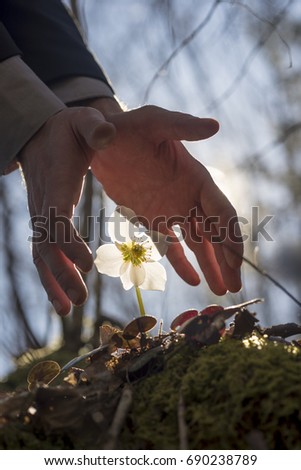 Conceptual image of male hands making a protective gesture over white Hellebore flower in the woods backlit with a sun.