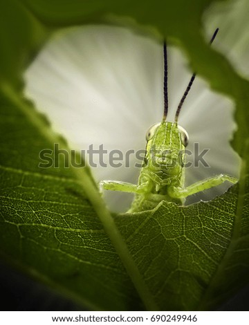 Grasshopper on A Broken Leaf - Beautiful Macro Photo Series