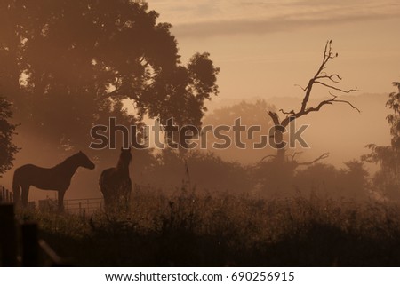 misty morning in the country with horses