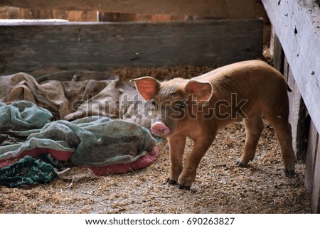 Brown Piggy in the Sty Royalty-Free Stock Photo #690263827