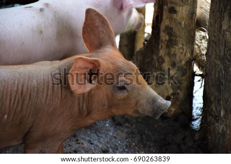 Brown Piggy in the Sty Royalty-Free Stock Photo #690263839