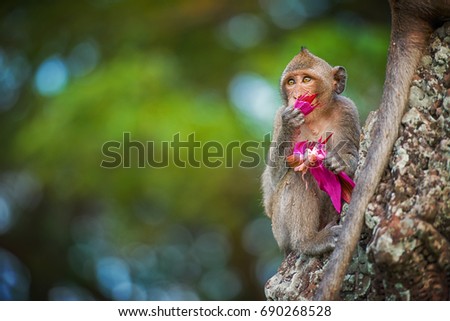 A long tailed macaque monkey eating a water lily flower near angkor wat,cambodia