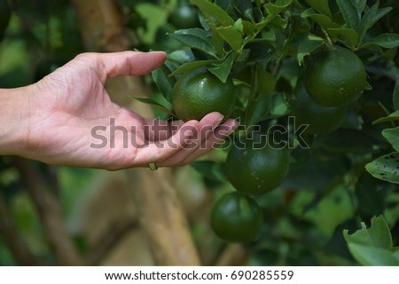 Lemon with a Hand Touch and Harvest Royalty-Free Stock Photo #690285559