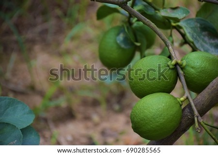 Lemon on a Right side of Frame Royalty-Free Stock Photo #690285565