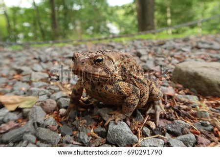 Typical toad found in American. Summer time.                              