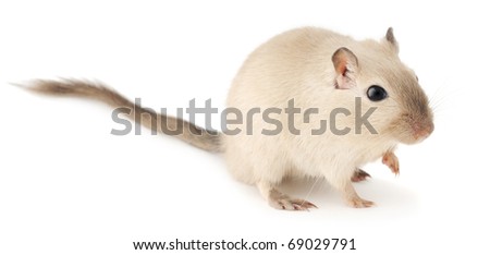 Isolated pet mouse. Cute little gerbil of siamese color isolated on white background