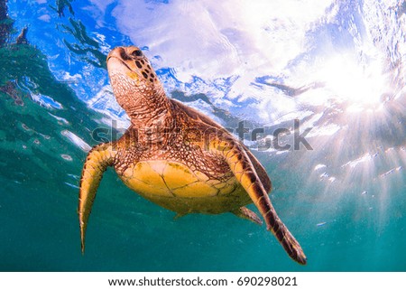 Hawaiian Green Sea Turtle cruising in the warm Hawaiian waters of the Pacific Ocean