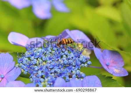 Blue lacecap hydrangea and Lady beetle