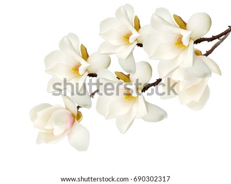 Beautiful white magnolia flower.