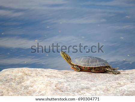 Yellow-bellied slider turtle sunning itself on rock Royalty-Free Stock Photo #690304771
