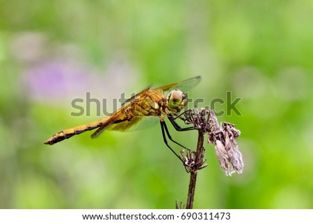 Green Eyed Golden Dragonfly