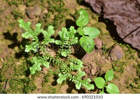 A bright of young plants is growing among the surrounding moss and fern in the forest.  close up, natural sunlight.
