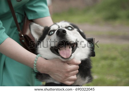 girl holds a dog breed husky