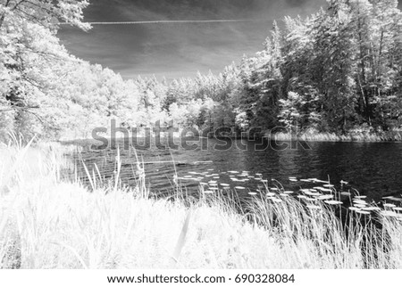 forest by the lake in hot summer day. tree leaves and reflections in water. infrared colored image