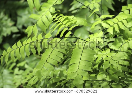 Green Leaves background
