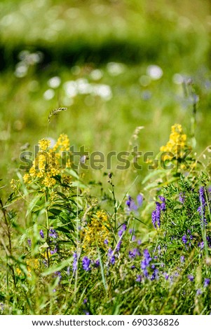 spring flowers on green background with shallow depth of field