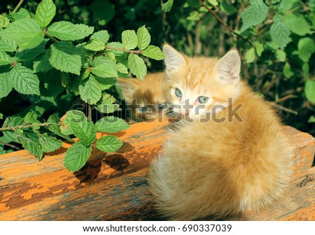 cute red kittens on the bench