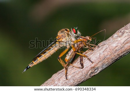 robber fly feeding on shield bug 