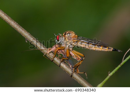 robber fly biting shield bug on  tree stick