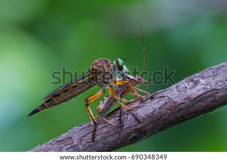 robber fly bite shield bug for eating on tree branch